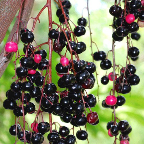 Chamaliang Live Plants: Available at Jagatakart.com for ₹ 810/-